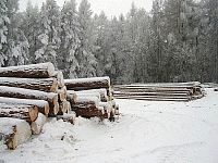Lesnická práce Pavel Košťál Výprachtice