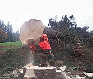 Lesnická práce, těžba dřeva, prodej dřeva, palivové dřevo.